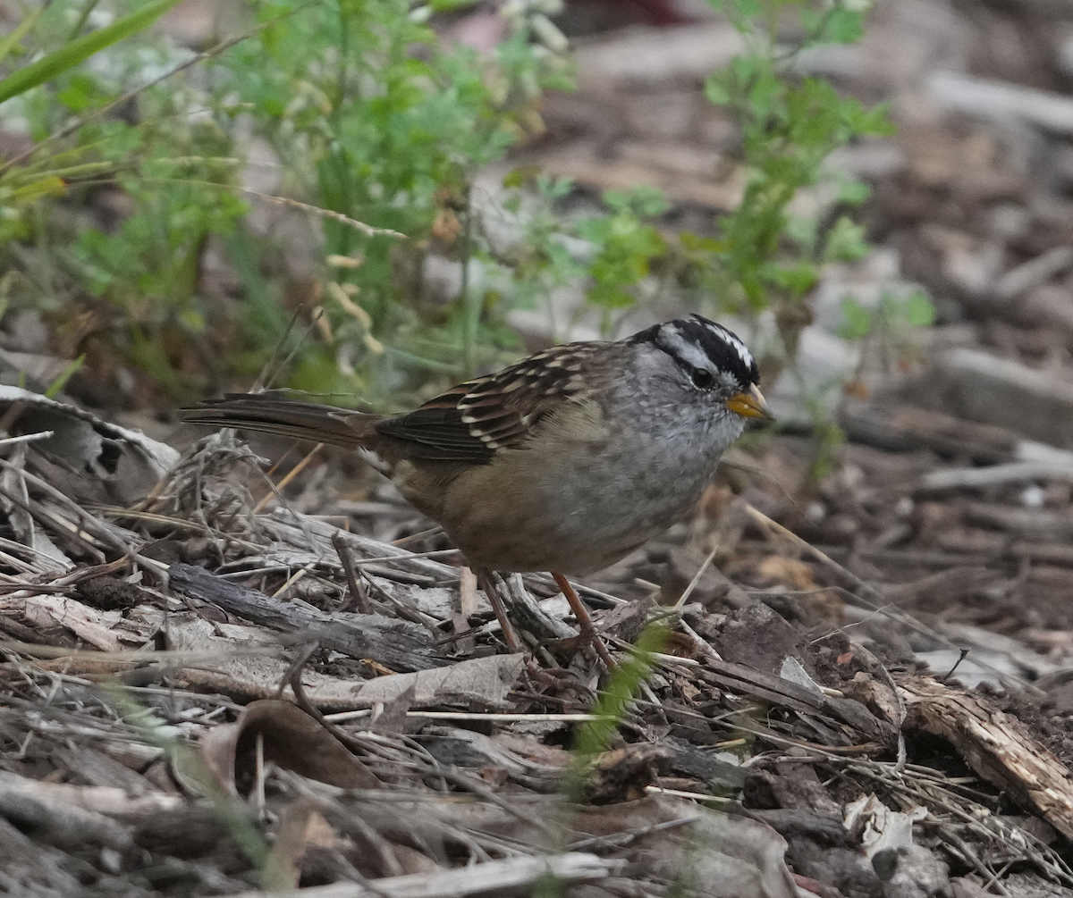 White-crowned Sparrow - ML619666866