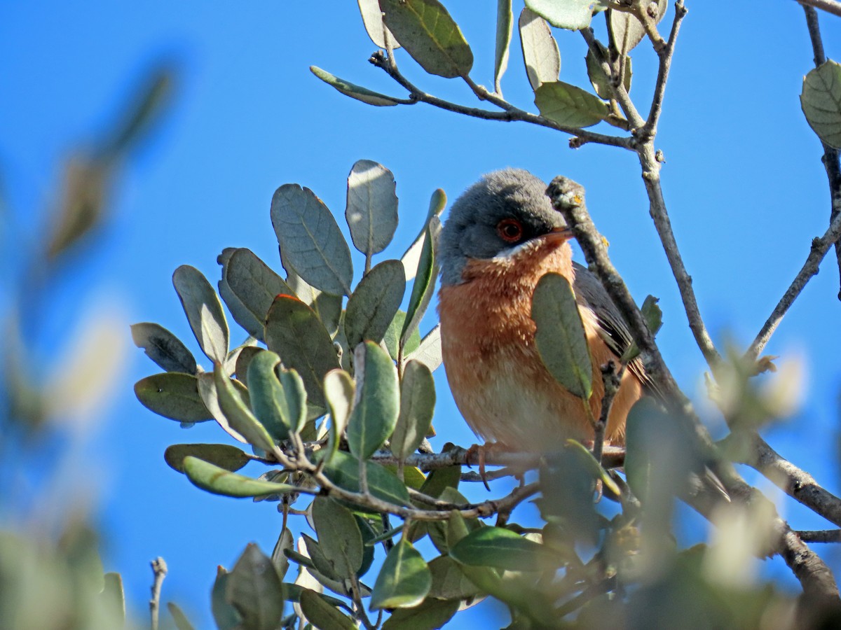 Western Subalpine Warbler - Francisco Javier Calvo lesmes