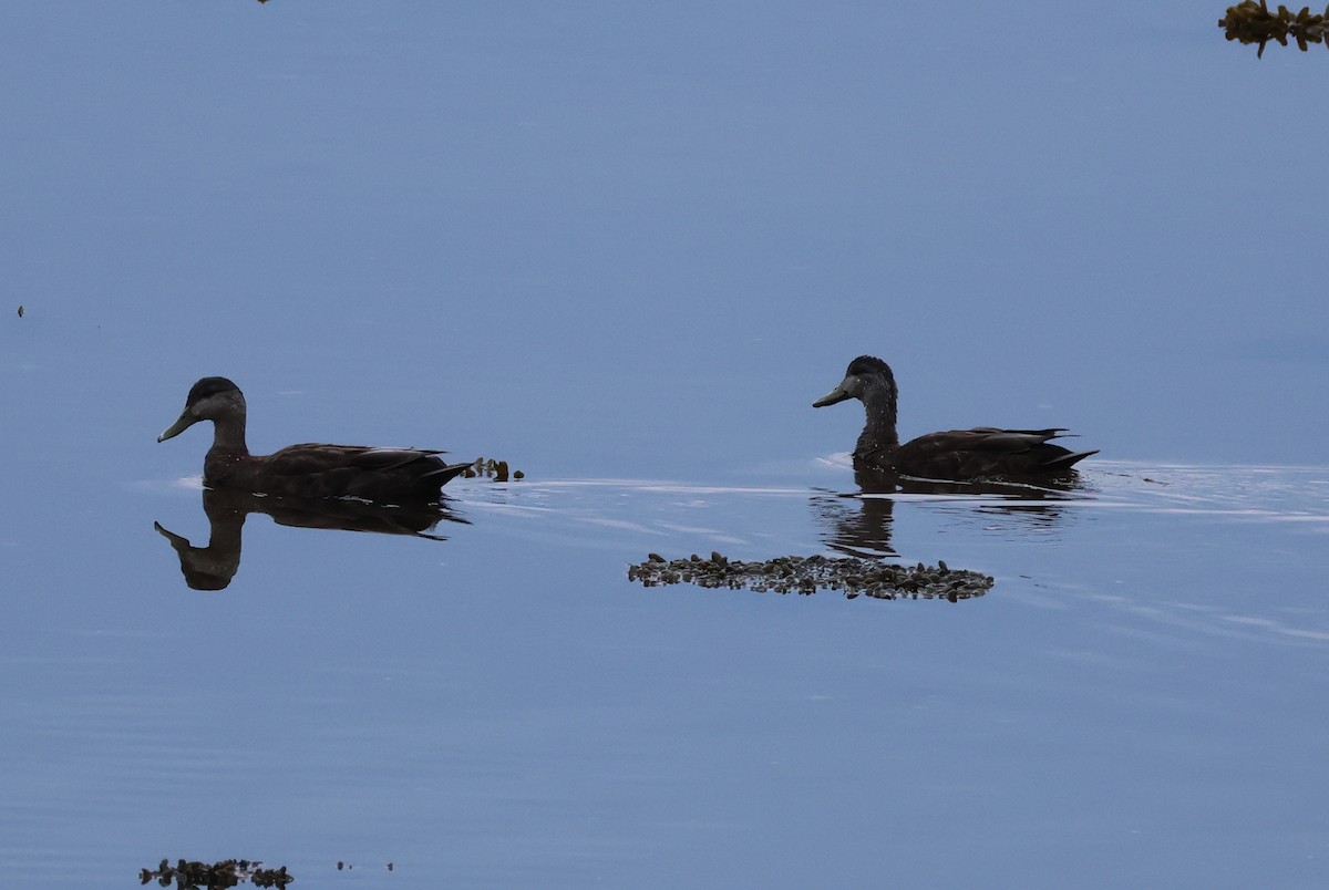 American Black Duck - Vern Bothwell