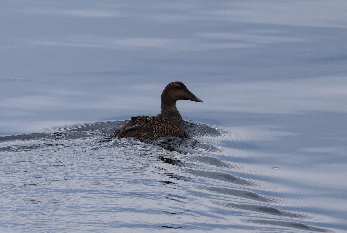 Common Eider - Vern Bothwell