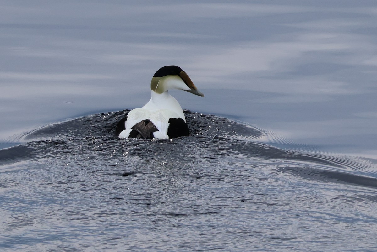 Common Eider - Vern Bothwell