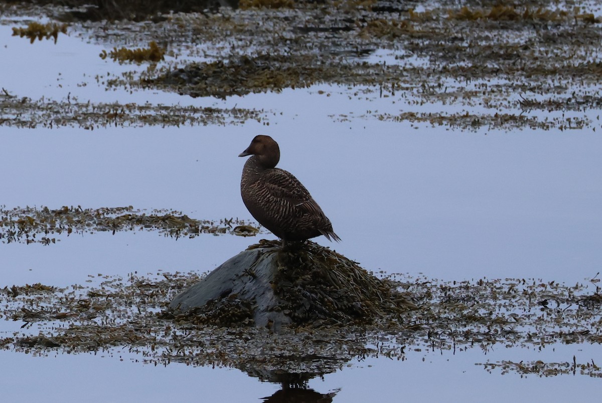 Common Eider - ML619666882