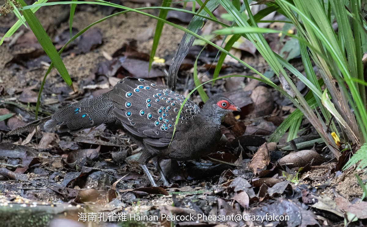 Hainan Peacock-Pheasant - Qiang Zeng