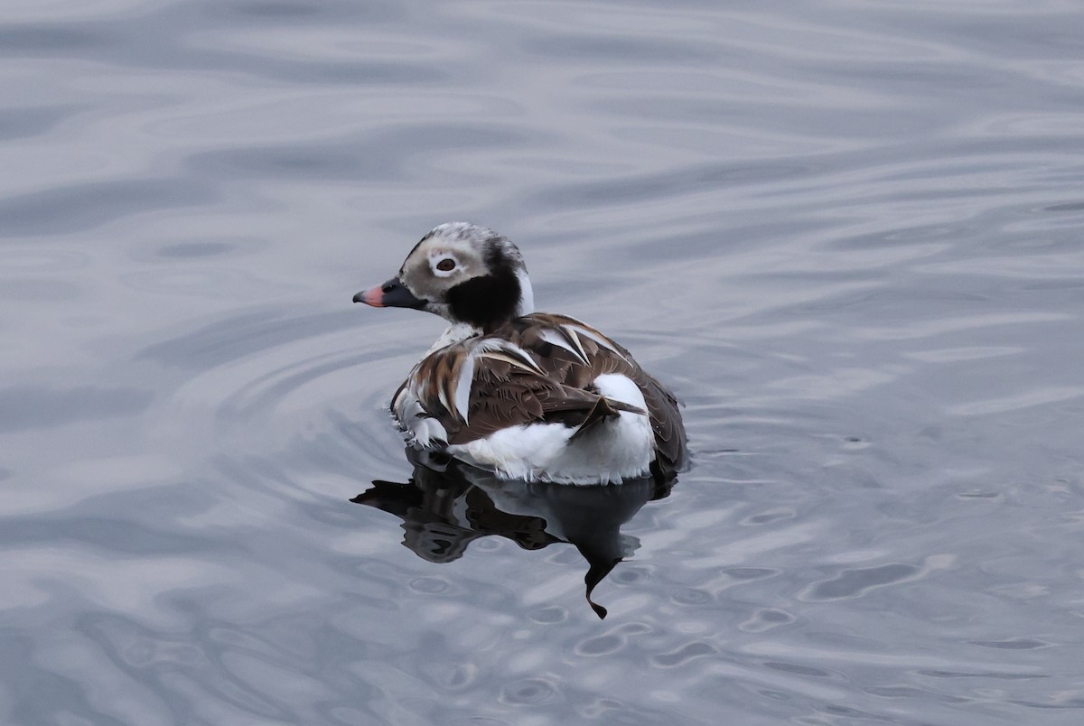 Long-tailed Duck - Vern Bothwell