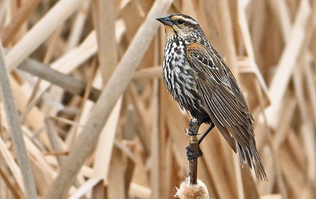 Red-winged Blackbird - Wayne Oakes