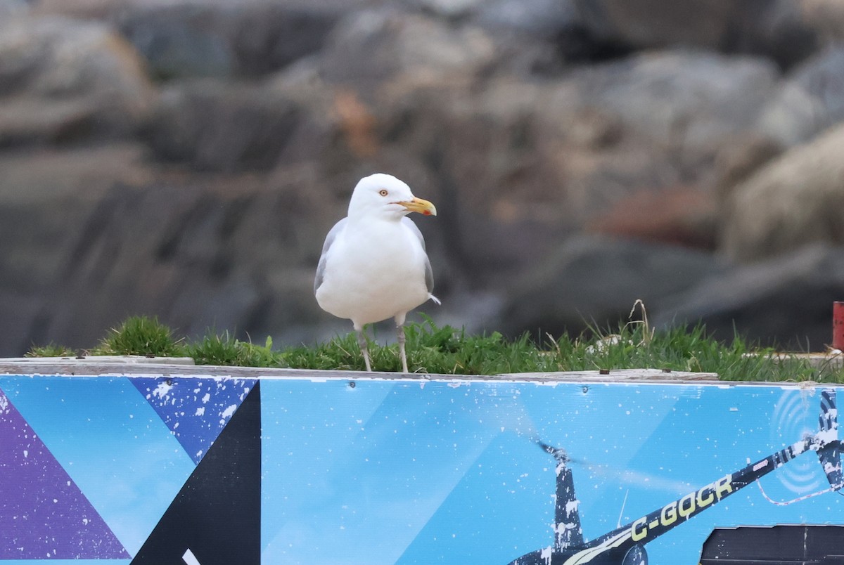 Herring Gull - Vern Bothwell