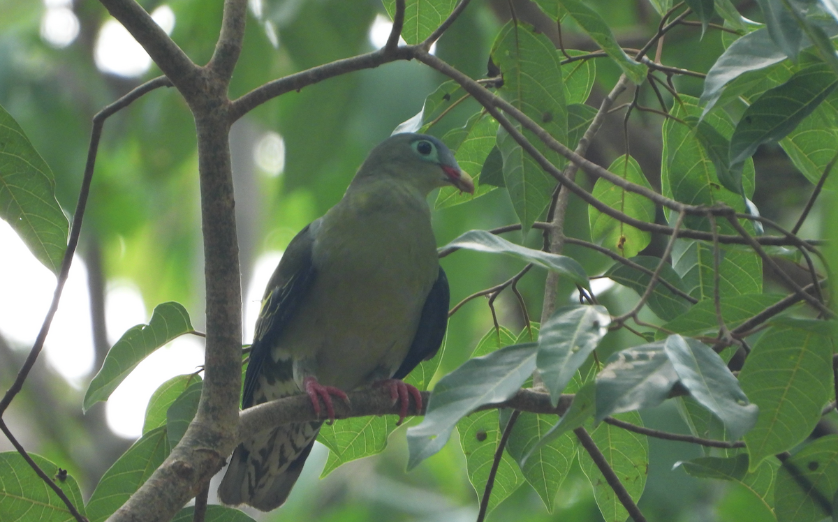 Thick-billed Green-Pigeon - Alfred McLachlan-Karr