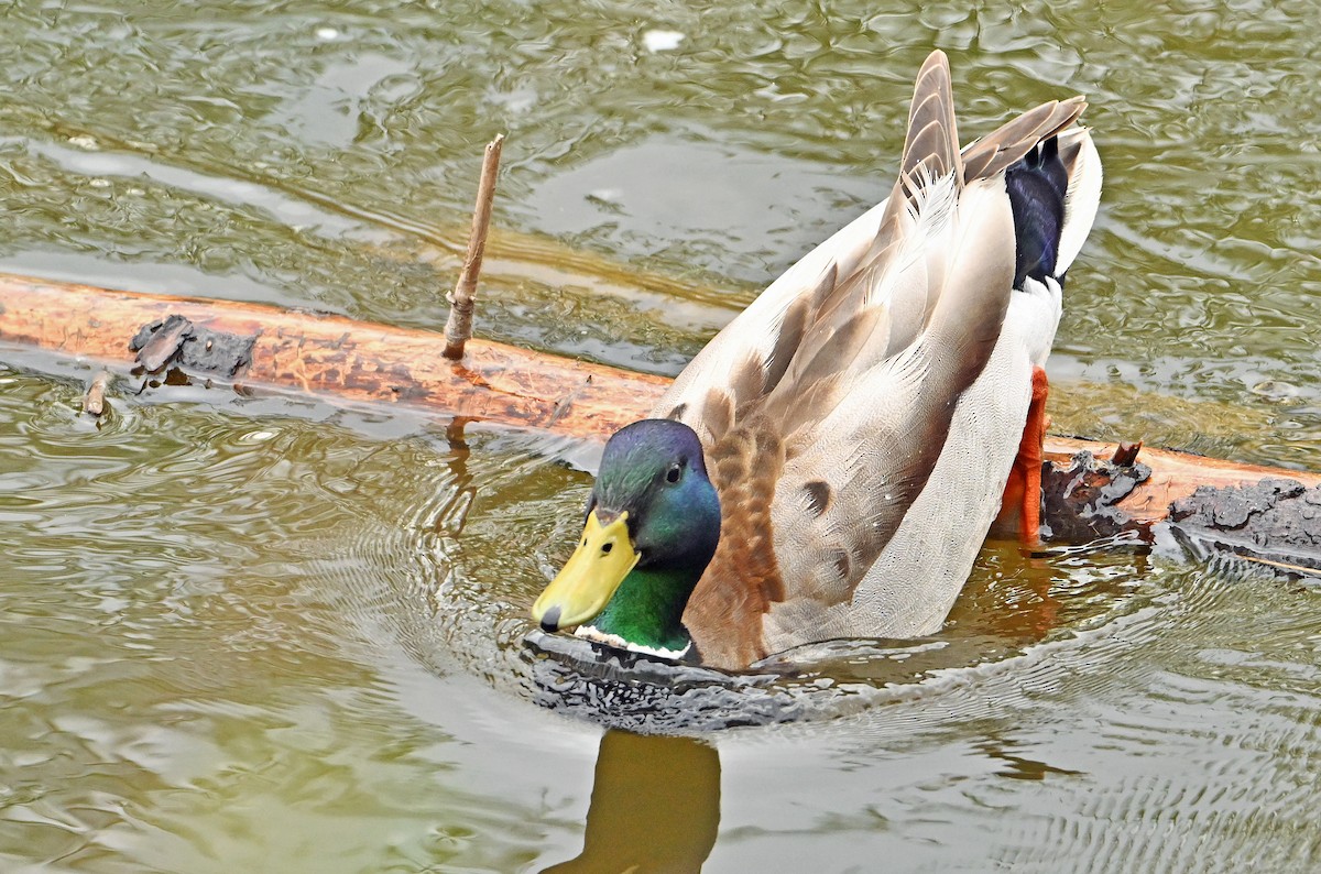 Mallard - Wayne Oakes