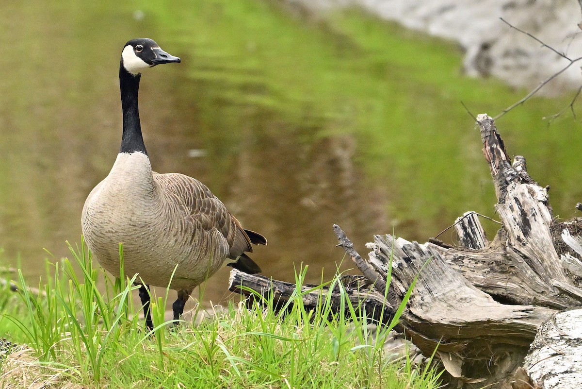 Canada Goose - Wayne Oakes