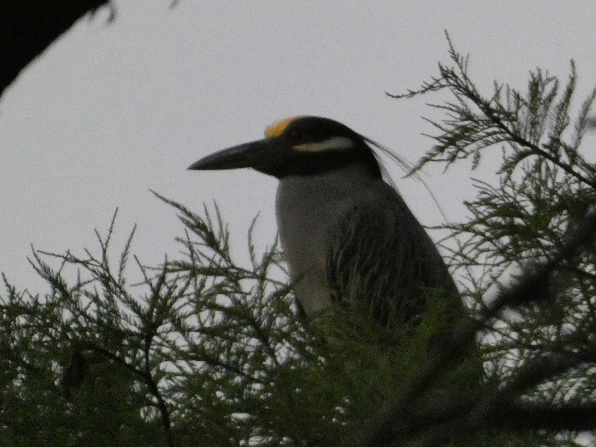 Yellow-crowned Night Heron - Kirra Loves Cats