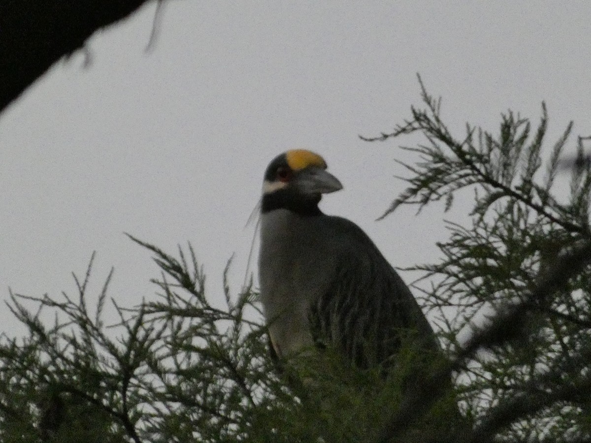 Yellow-crowned Night Heron - Kirra Loves Cats