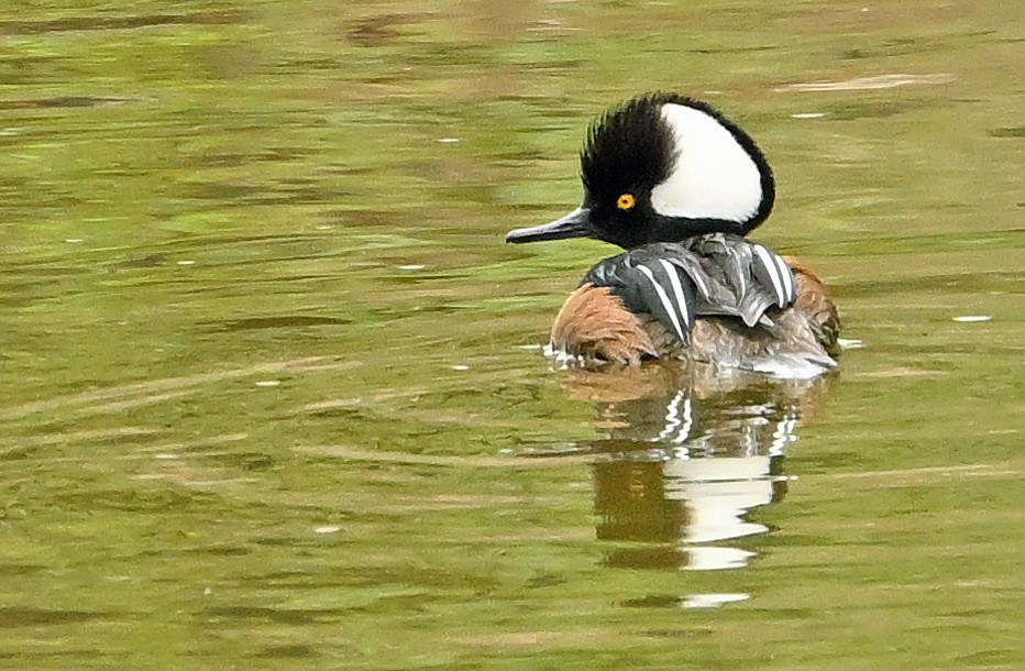 Hooded Merganser - Wayne Oakes