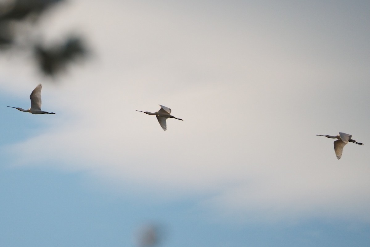 Eurasian Spoonbill - Wytske De Groot