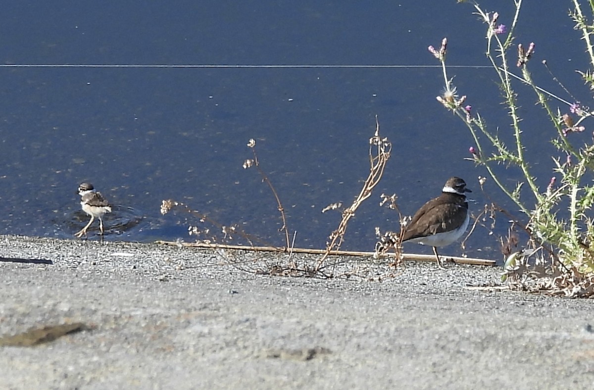 Killdeer - Erica Kawata