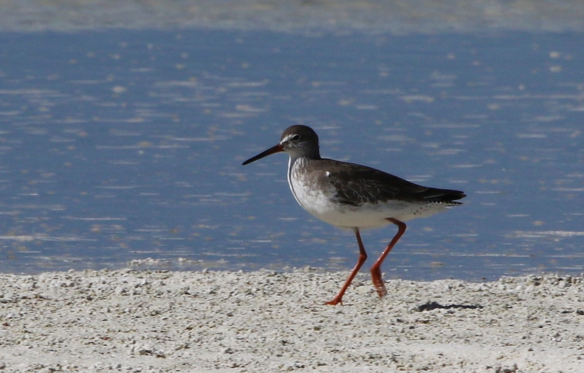 Common Redshank - ML619666914