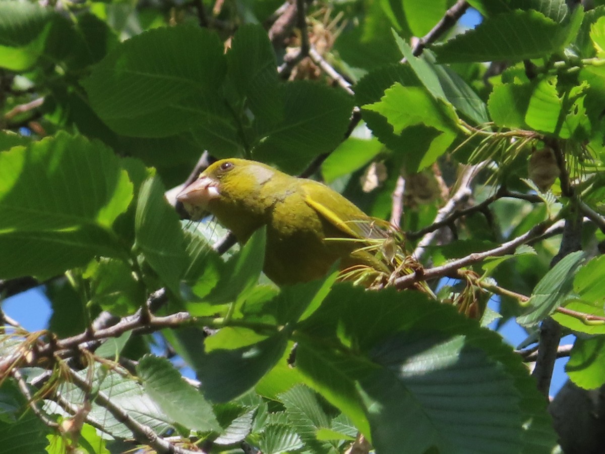 European Greenfinch - Kseniia Marianna Prondzynska