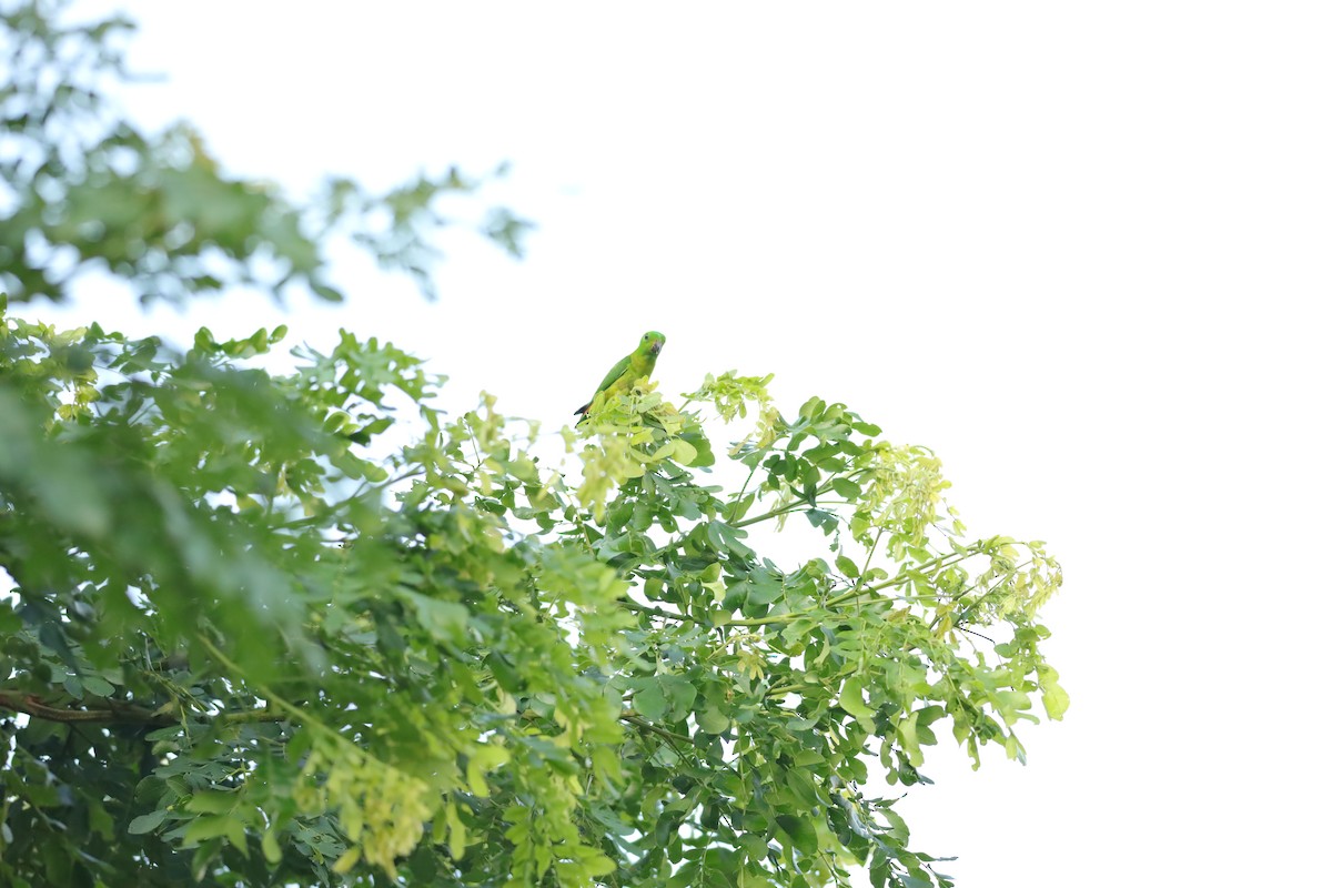 Blue-crowned Hanging-Parrot - Jai Humphries