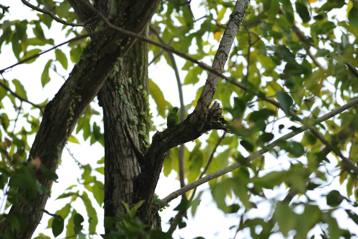 Blue-crowned Hanging-Parrot - Jai Humphries