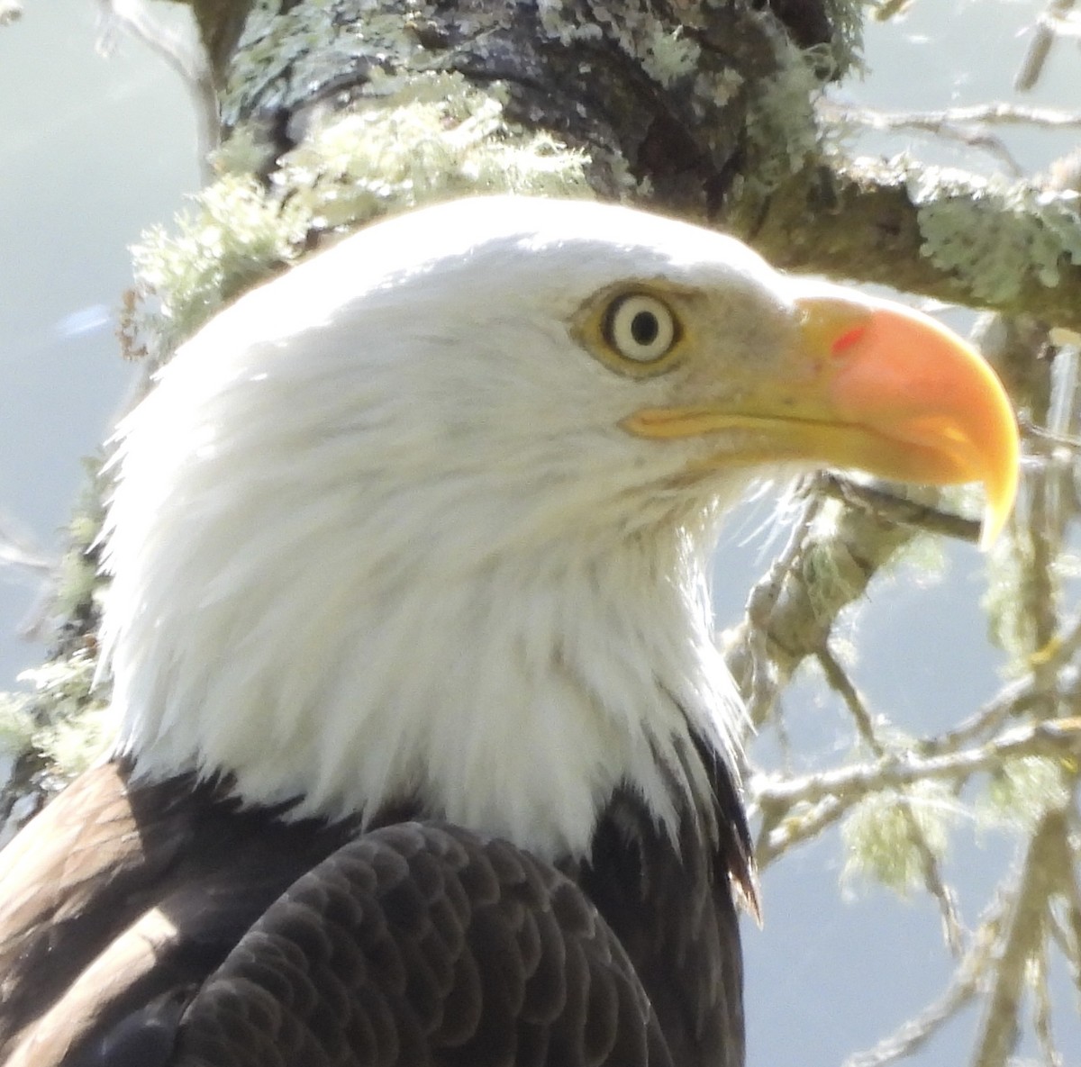 Bald Eagle - Erica Kawata