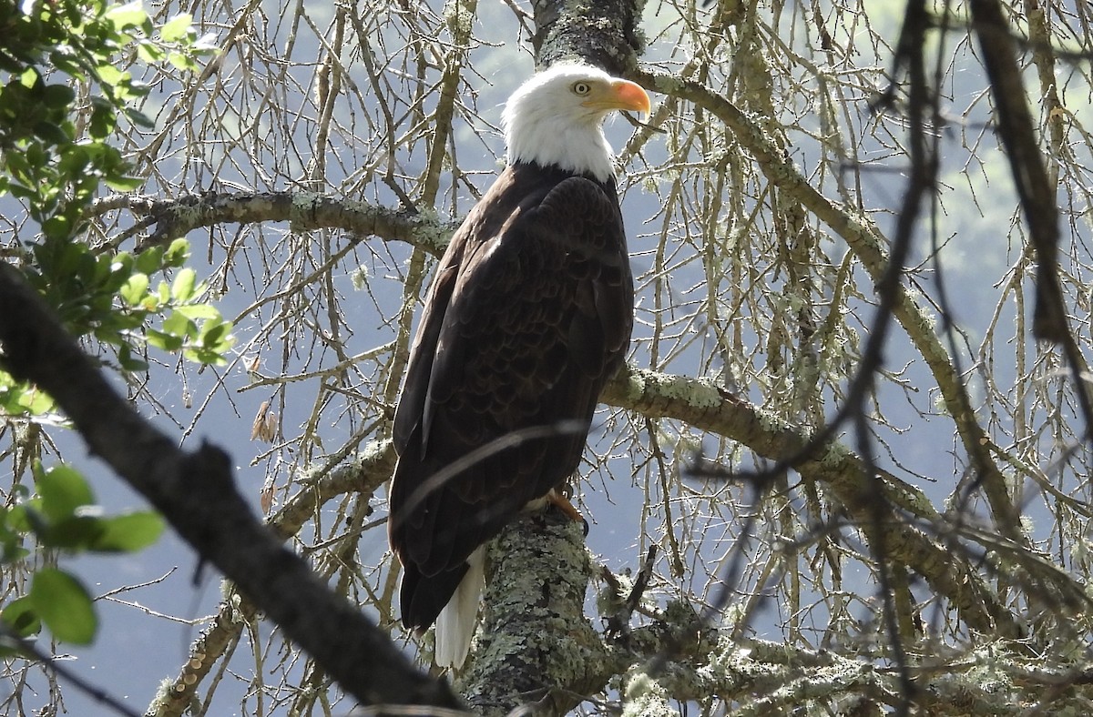 Weißkopf-Seeadler - ML619666920