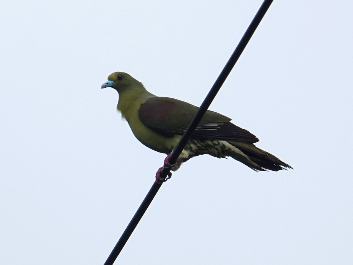 Whistling Green-Pigeon (Ryukyu) - Steve Kornfeld