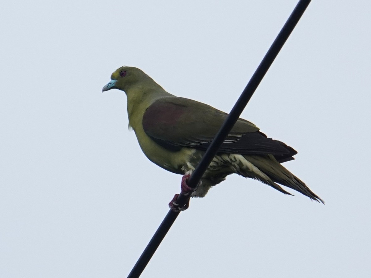 Whistling Green-Pigeon (Ryukyu) - Steve Kornfeld
