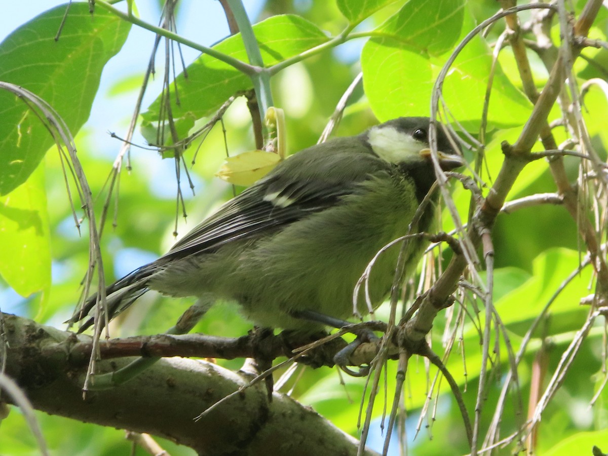 Great Tit - Kseniia Marianna Prondzynska