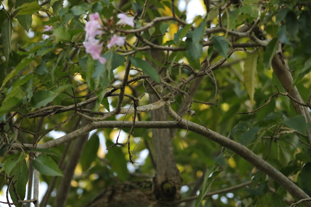 Pin-striped Tit-Babbler - Jai Humphries