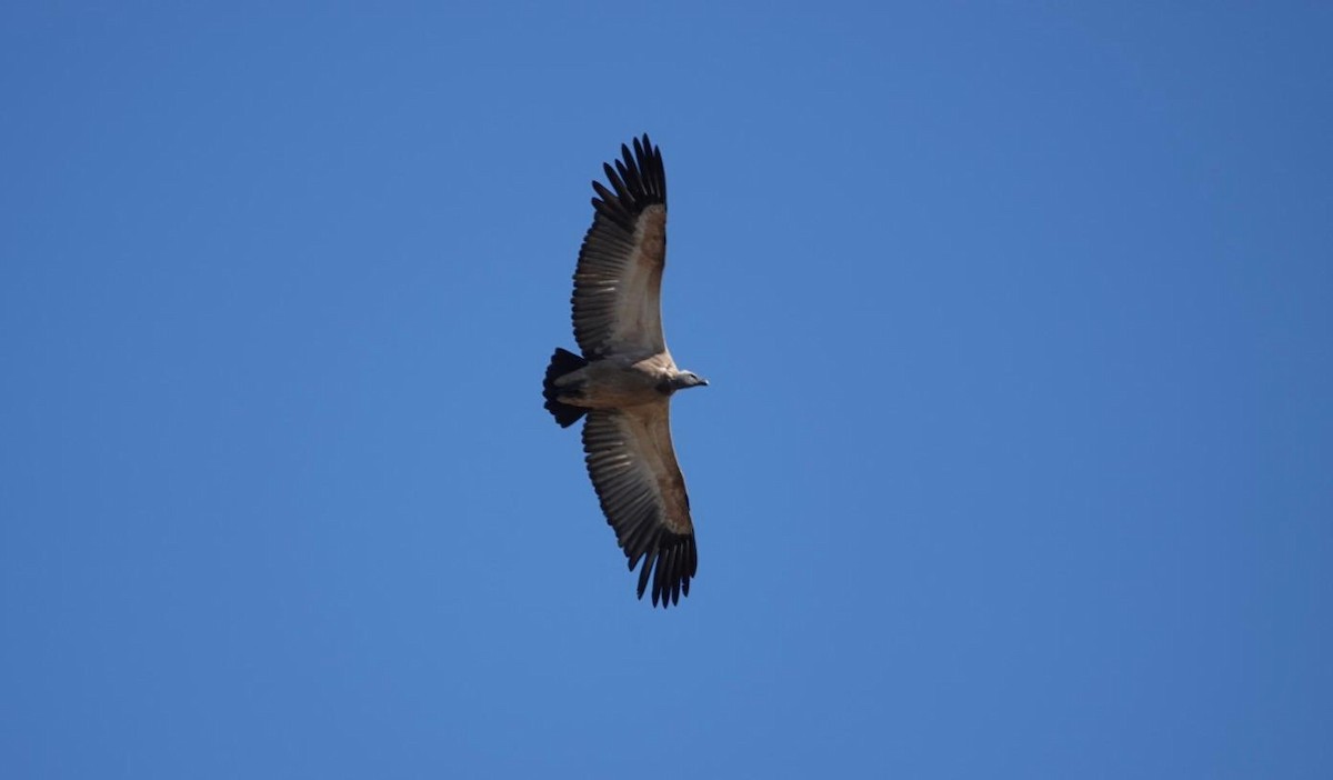 White-backed Vulture - ML619666930