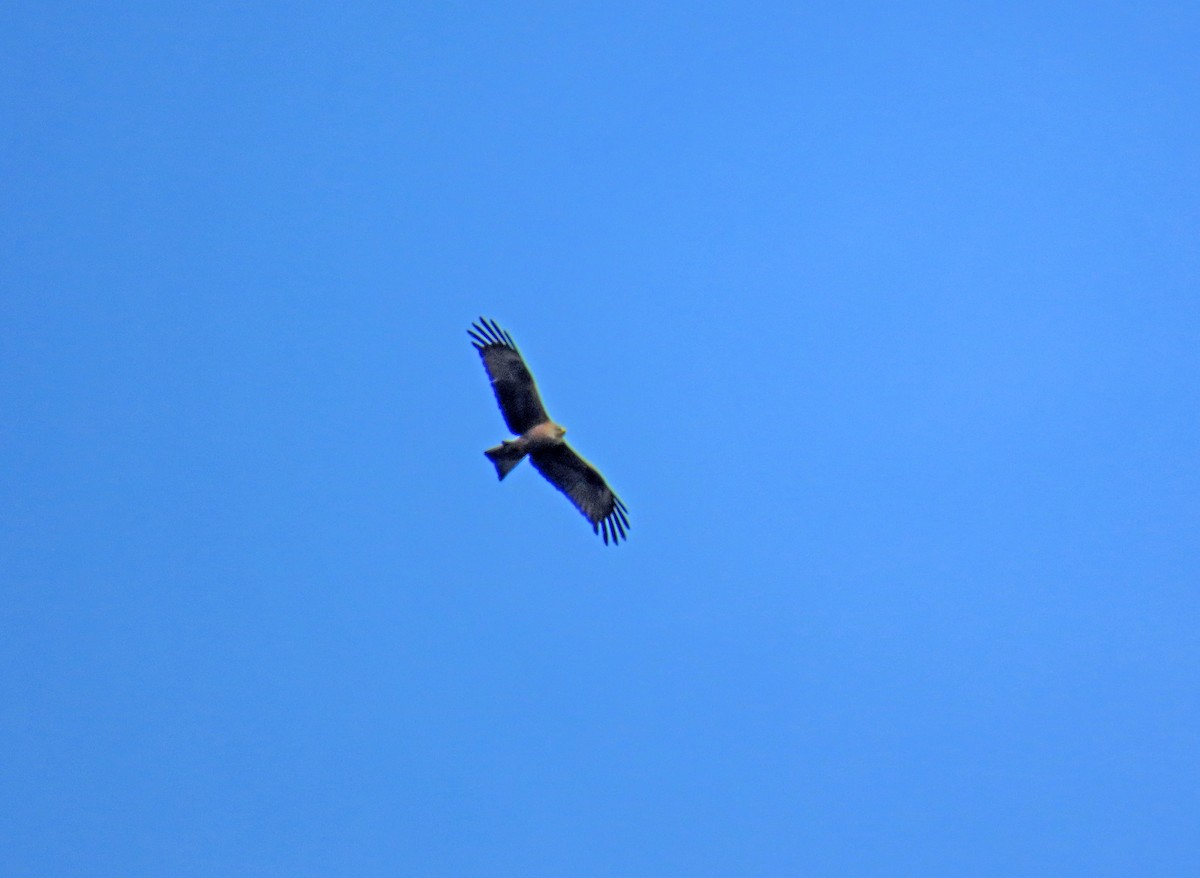 Black Kite - Francisco Javier Calvo lesmes