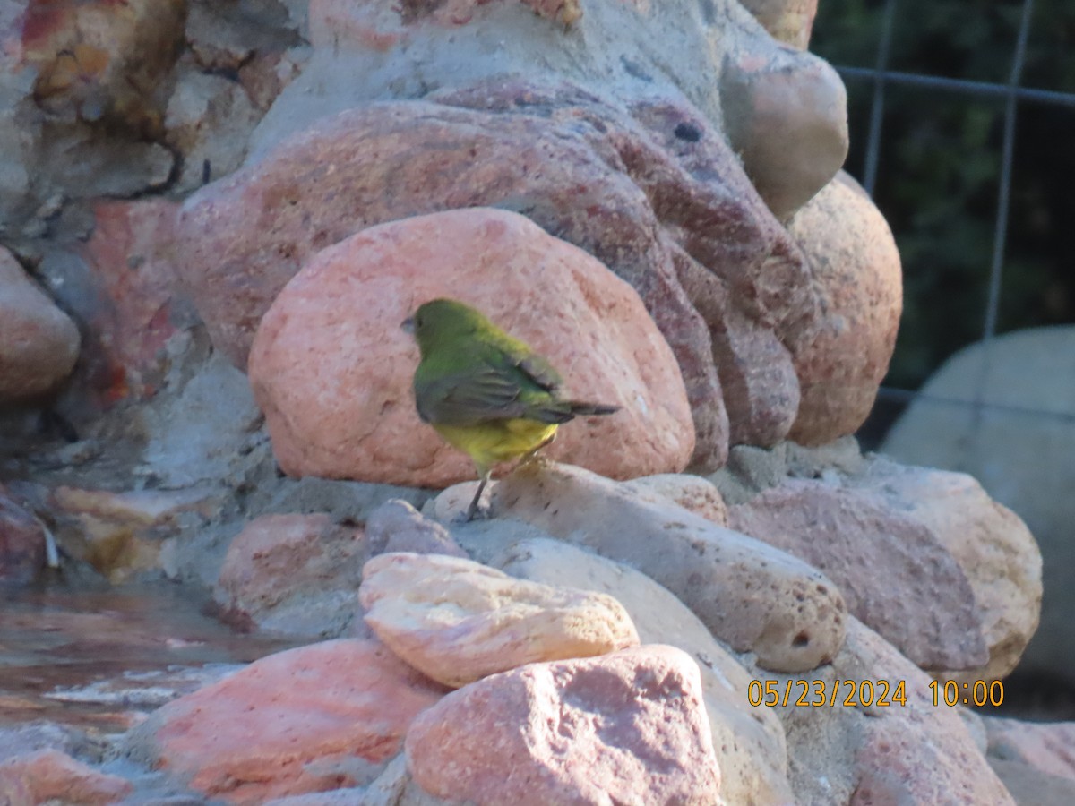 Painted Bunting - Andy Harrison