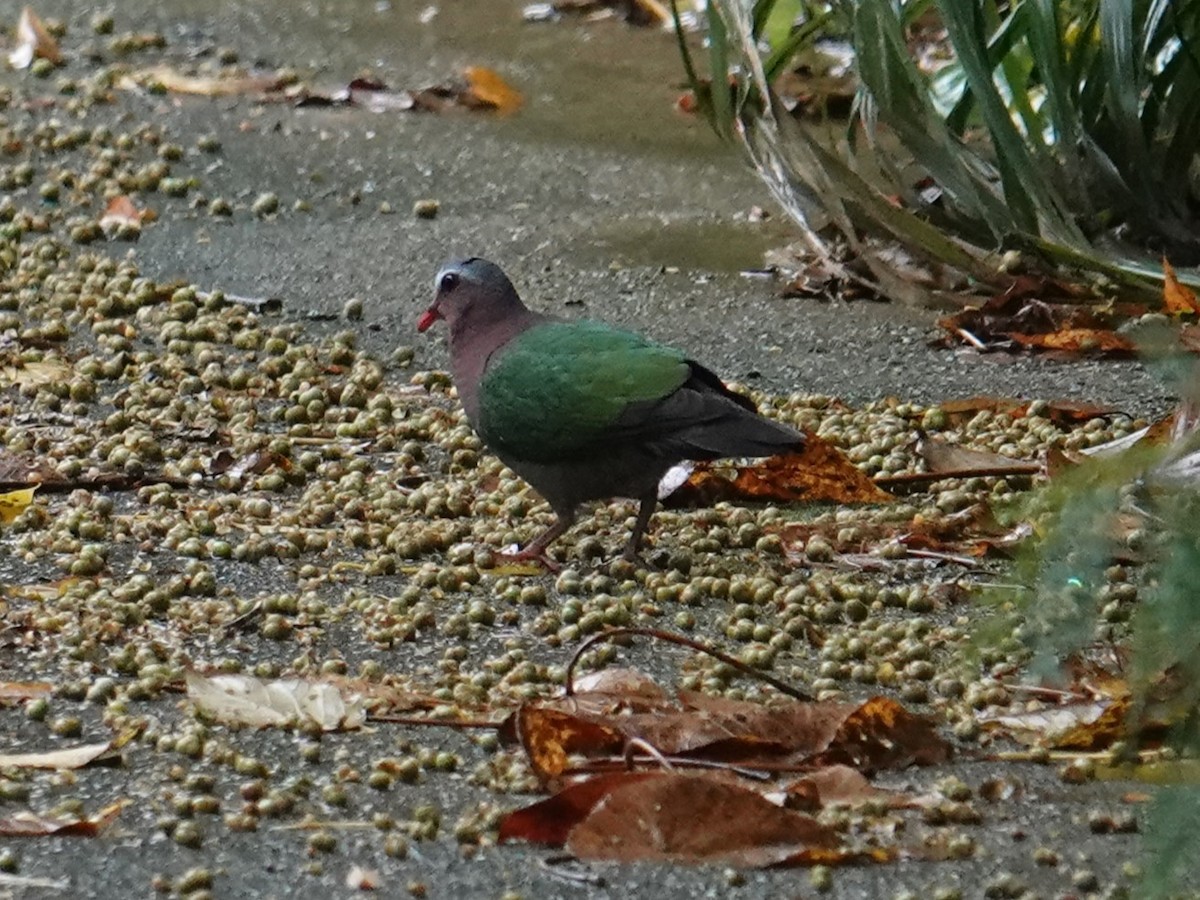 Asian Emerald Dove - Steve Kornfeld