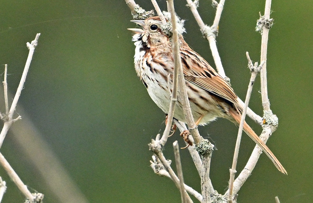 Song Sparrow - Wayne Oakes