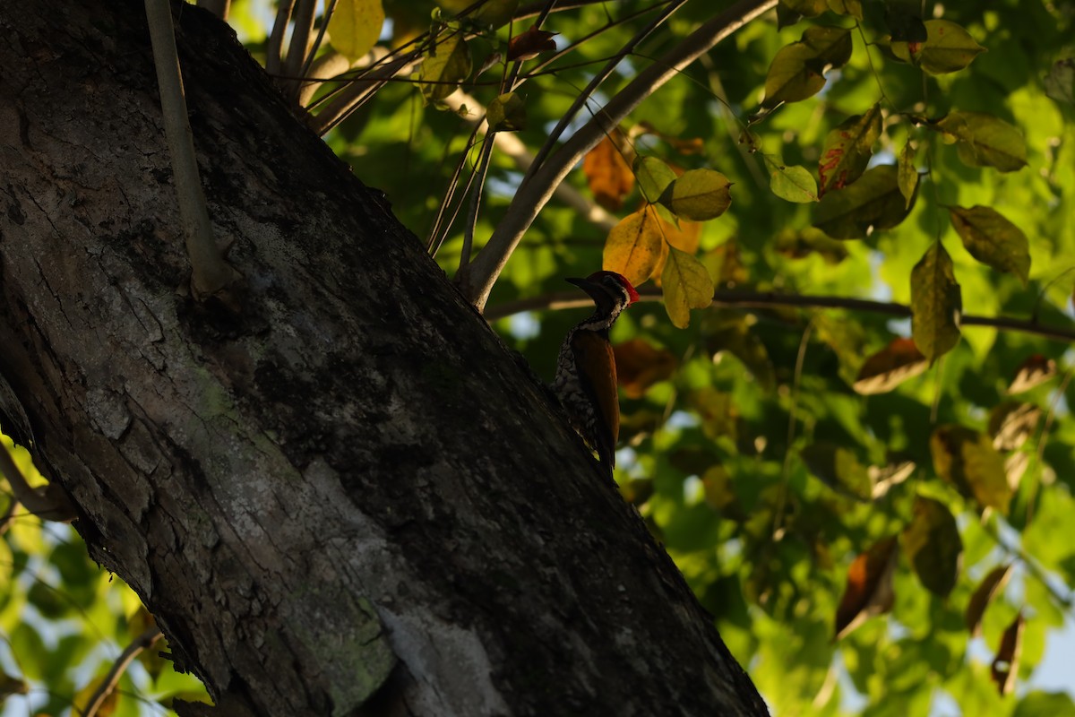 Common Flameback - Jai Humphries