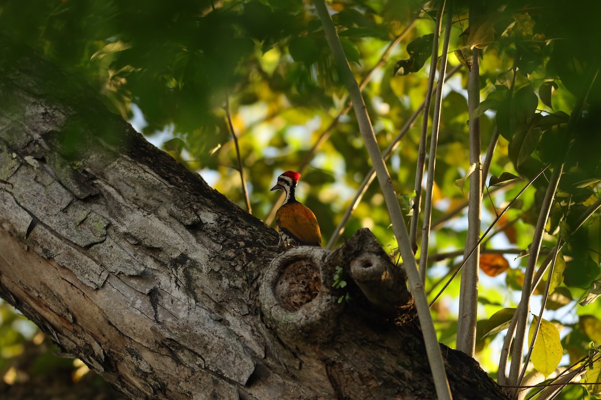 Common Flameback - ML619666944