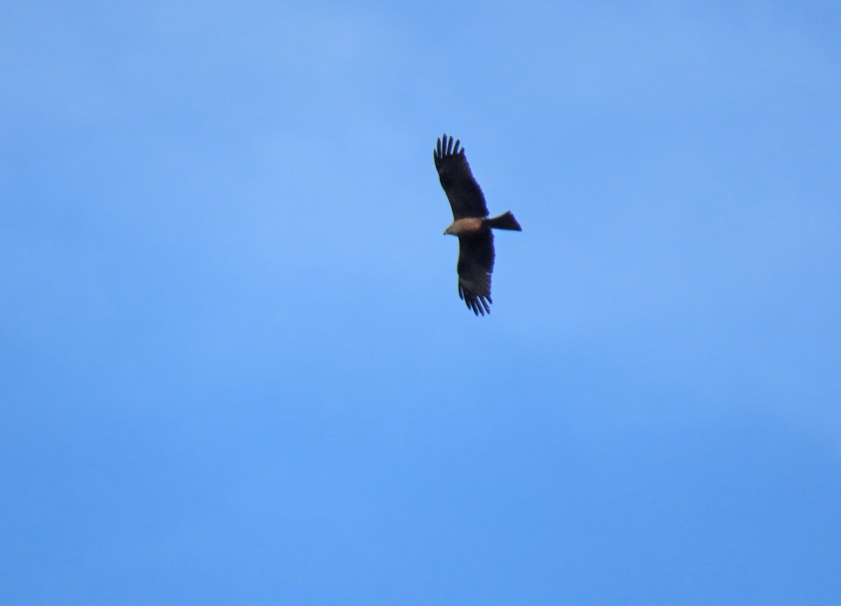 Black Kite - Francisco Javier Calvo lesmes