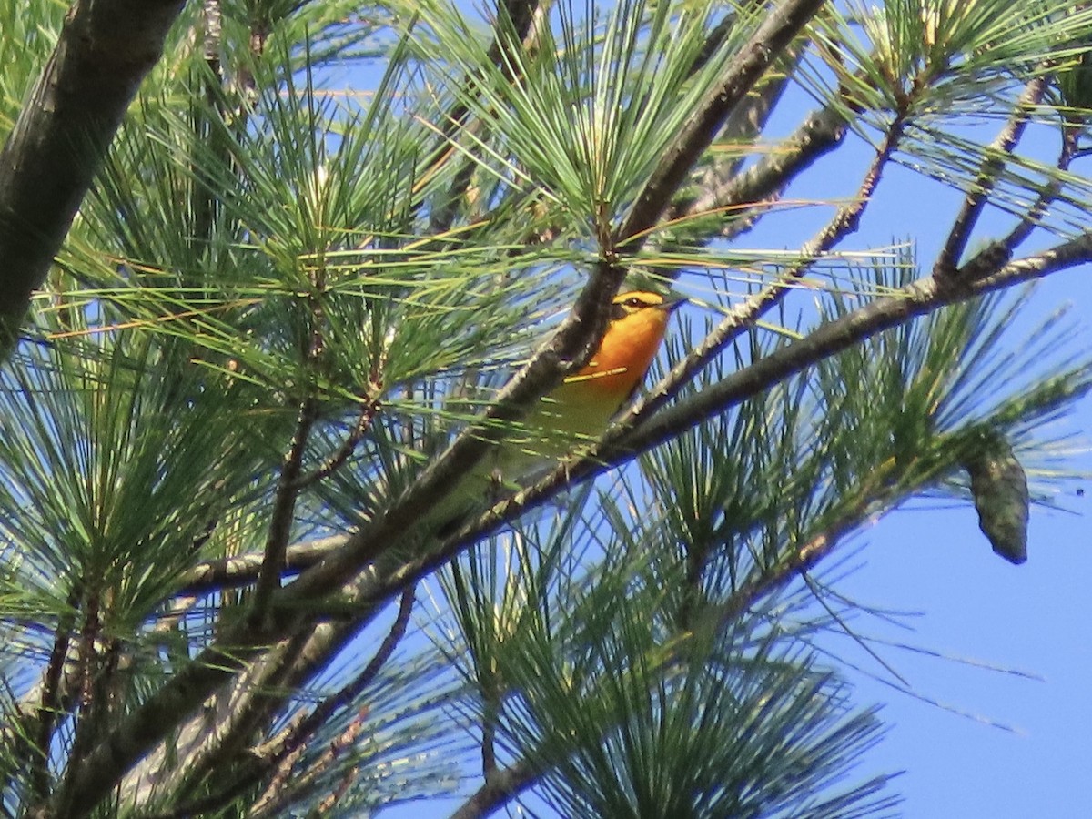 Blackburnian Warbler - Tim Carney