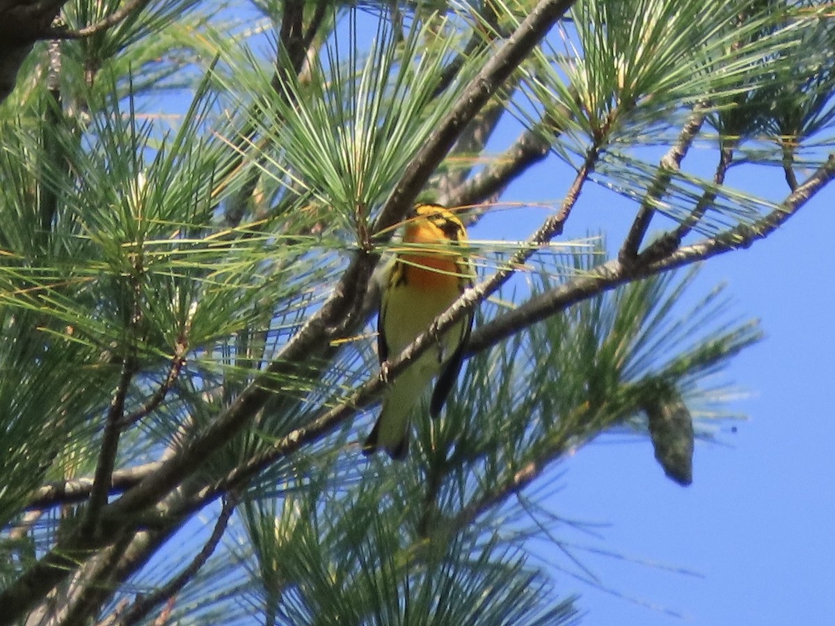 Blackburnian Warbler - Tim Carney