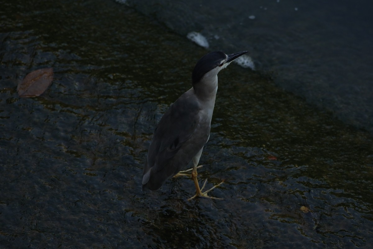 Black-crowned Night Heron - Jai Humphries