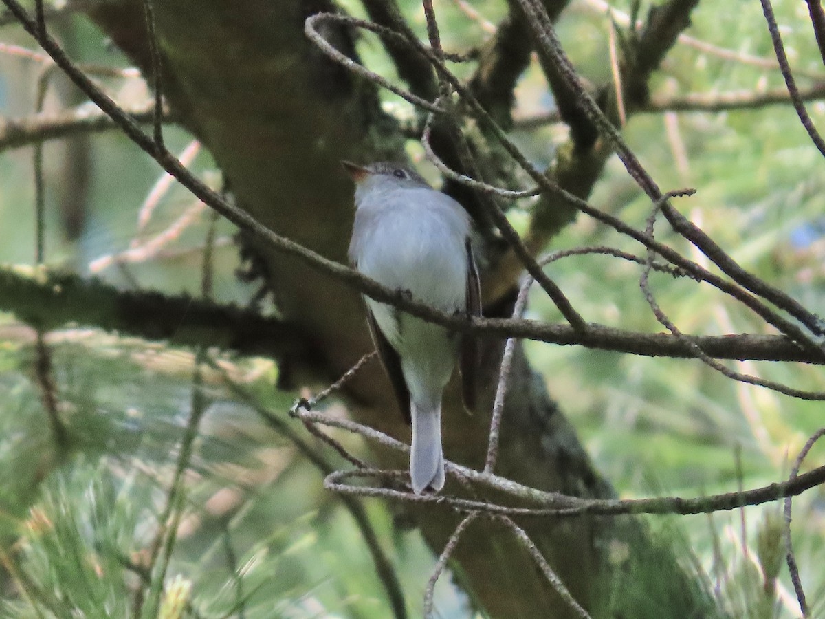 Least Flycatcher - Tim Carney