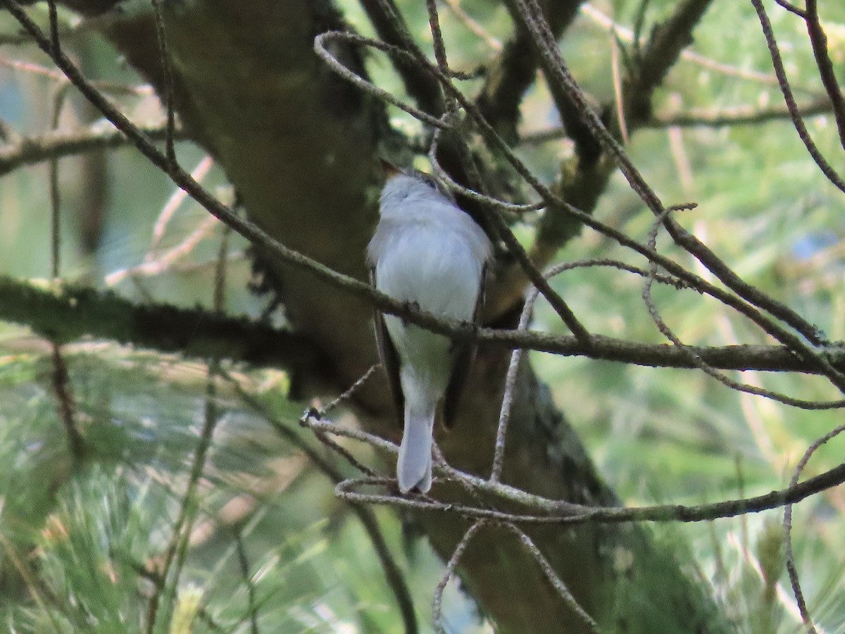 Least Flycatcher - Tim Carney