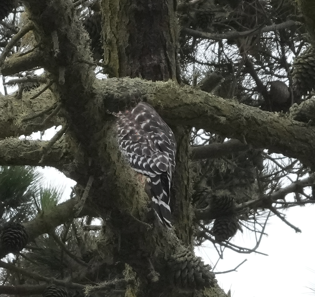 Red-shouldered Hawk - ML619666964