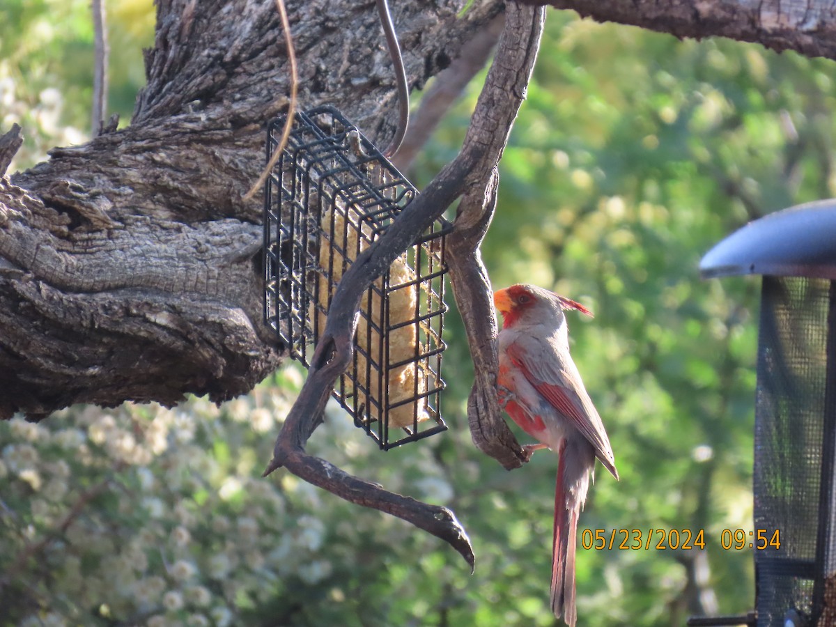 Pyrrhuloxia - Andy Harrison