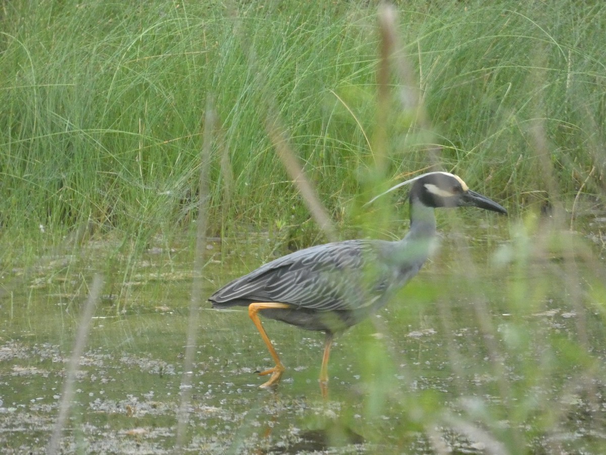 Yellow-crowned Night Heron - Kirra Loves Cats