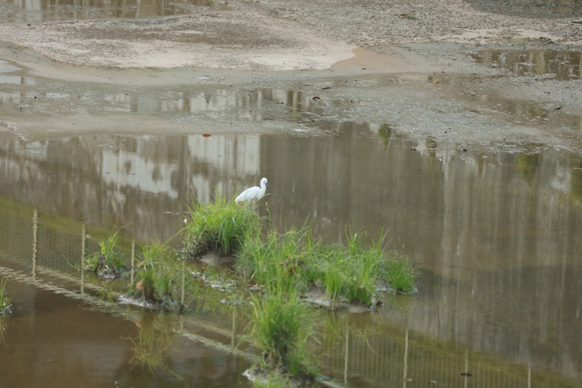 Little Egret - Jai Humphries