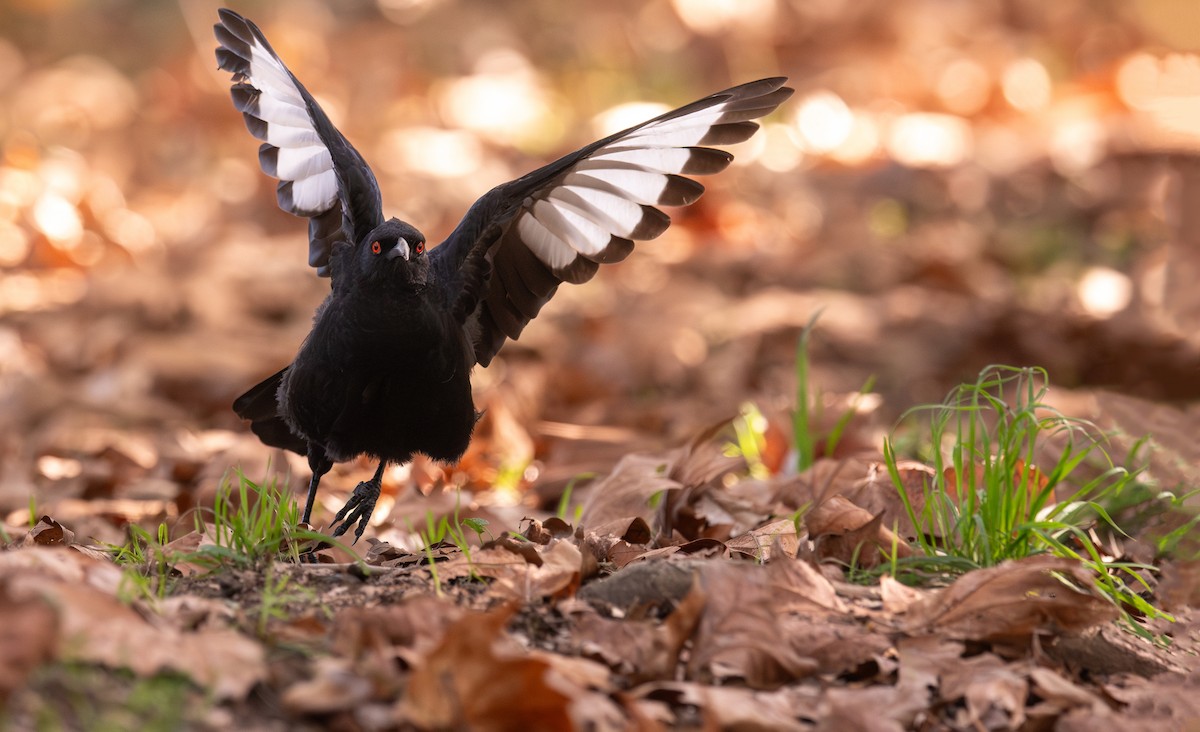 White-winged Chough - Martin Anderson