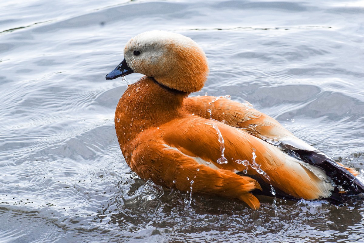 Ruddy Shelduck - ML619666978