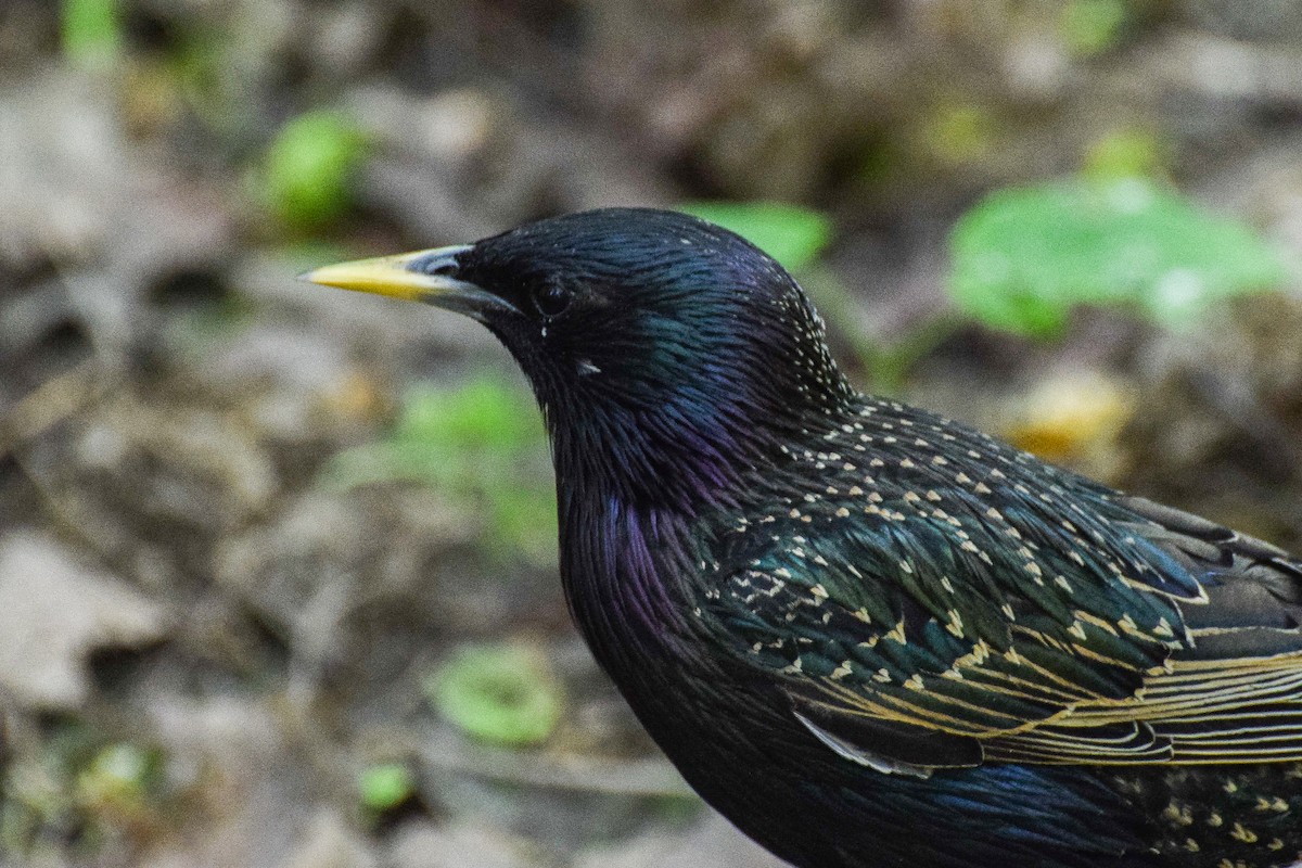 European Starling - Valentina Mezhetskaia