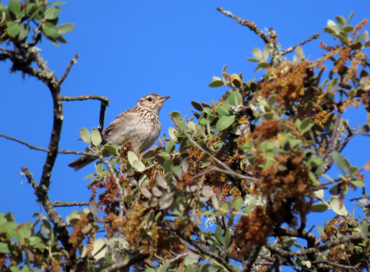 Tree Pipit - ML619666986