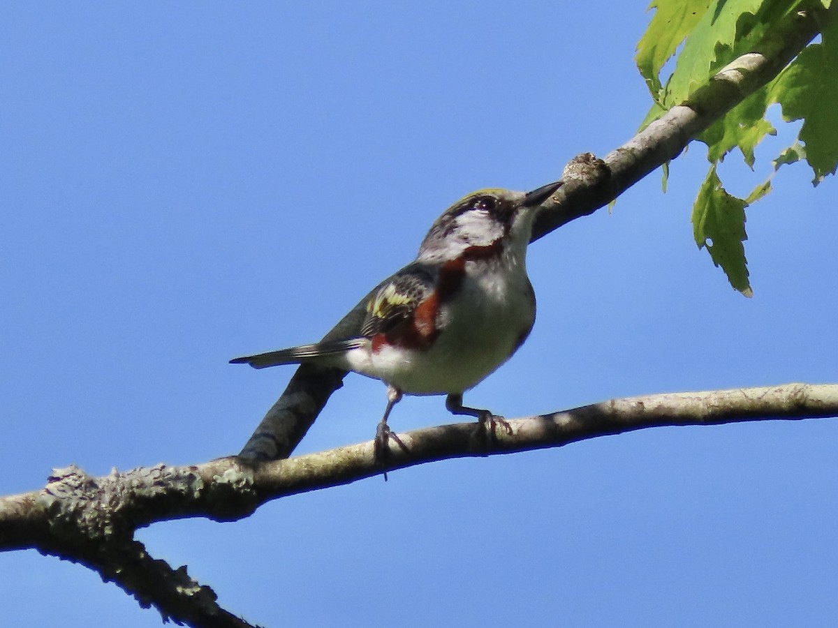 Chestnut-sided Warbler - Tim Carney